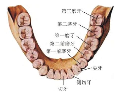 下牙|牙齿名称位置图